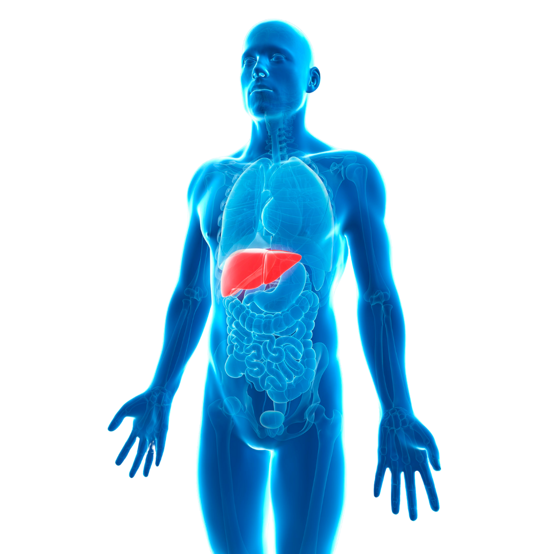 diseño sin título (11)